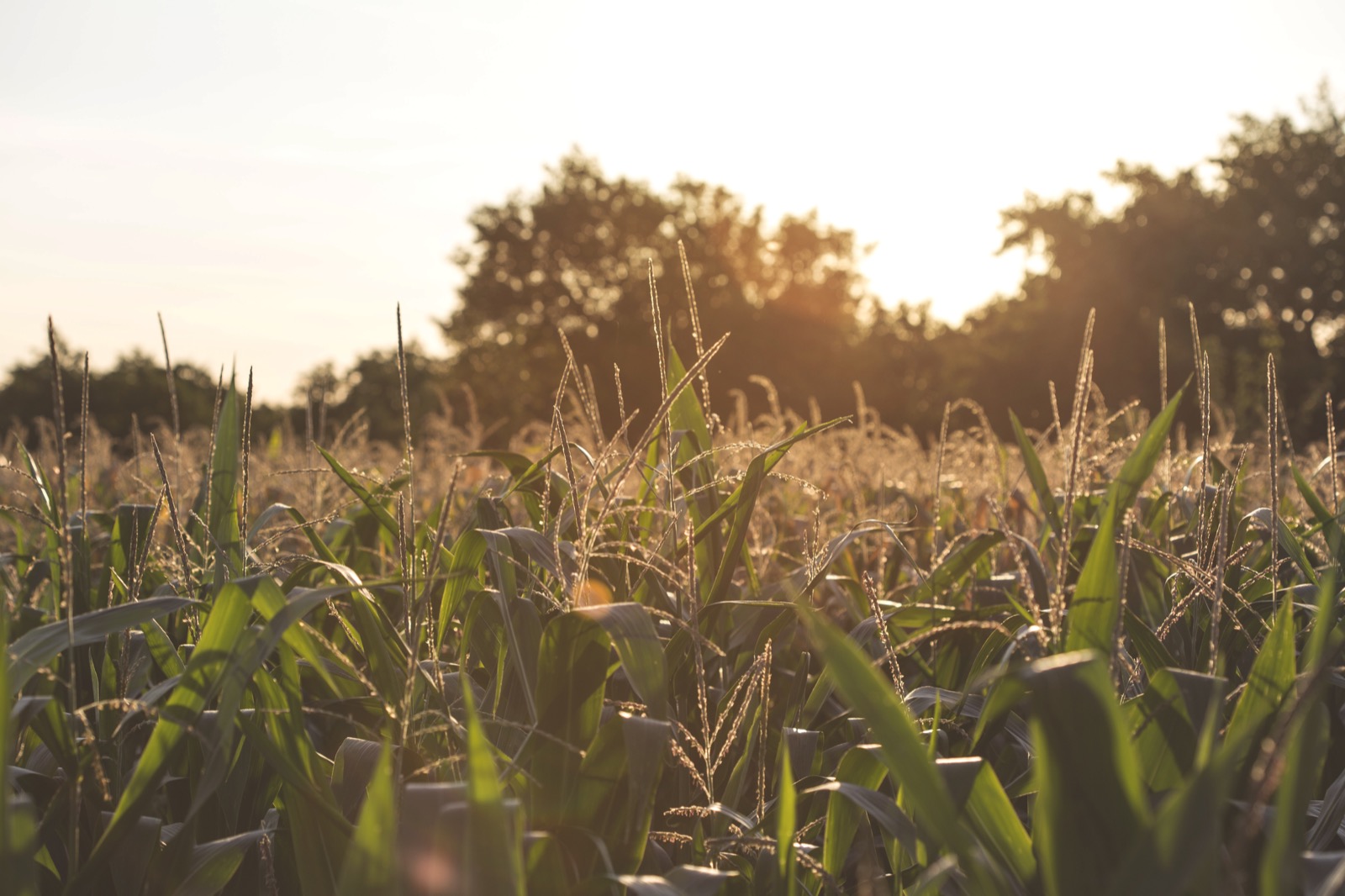 Corn acre