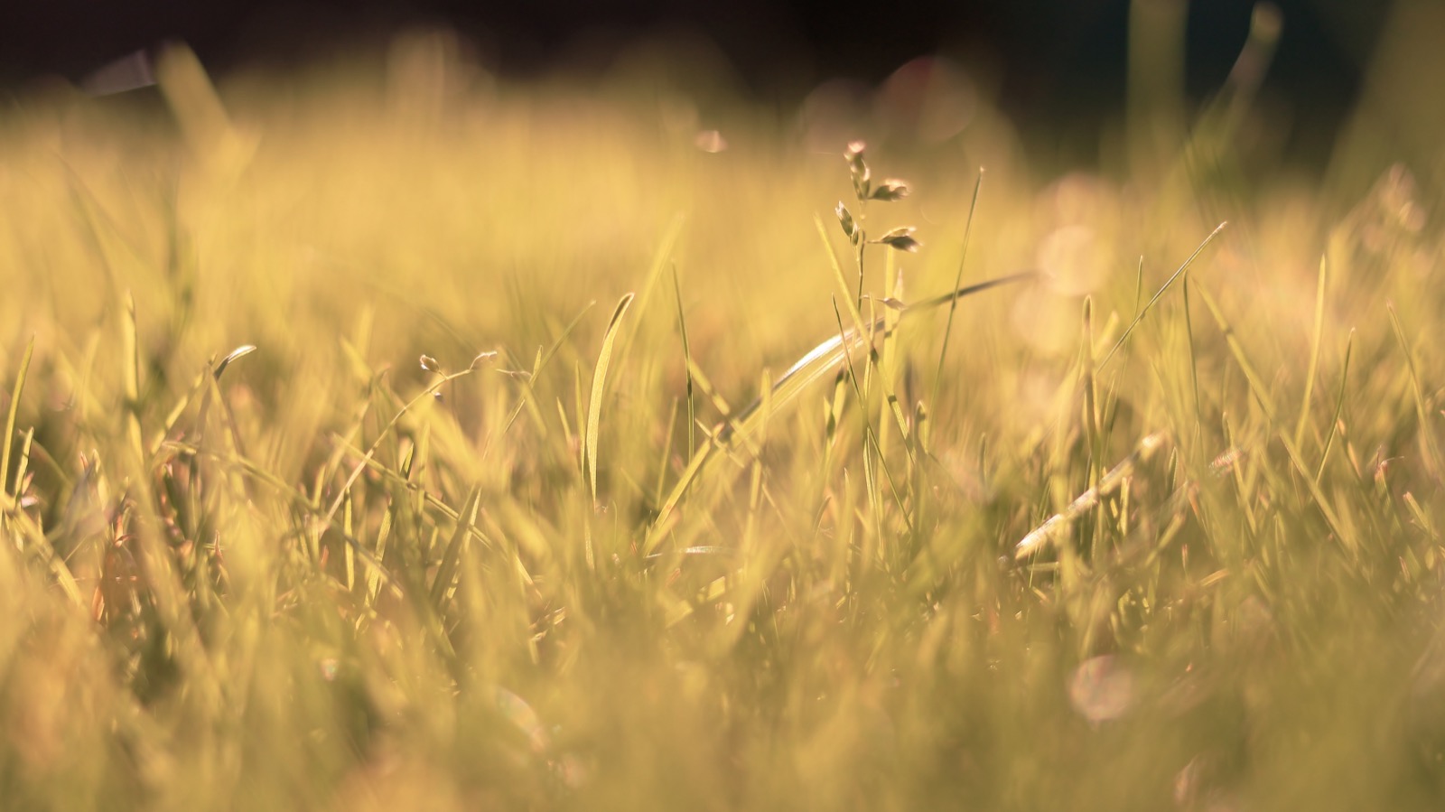 Grass